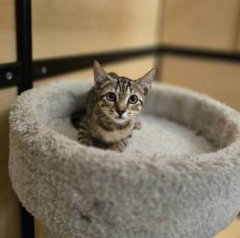 95120a Ellie- PetSmart West Ashley -  Domestic Short Hair Cat for Adoption in North Charleston, South Carolina - 95120a Ellie- PetSmart West Ashley | PetCurious