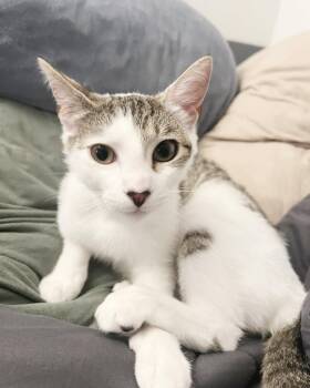 Tabby Cats Available for Adoption in Alameda, California - Holly | PetCurious
