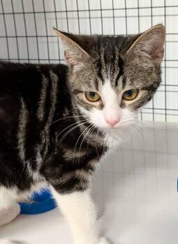 Domestic Short Hair Cats Available for Adoption - Oliver | PetCurious