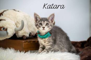 Katara -  Domestic Short Hair Cat for Adoption in Sevierville, Tennessee - Katara | PetCurious
