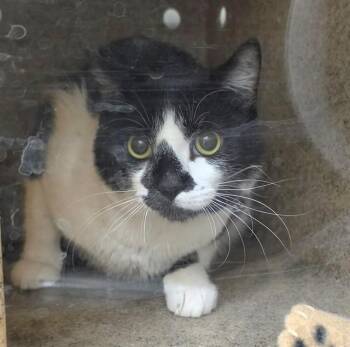 PEPE -  Domestic Short Hair Cat for Adoption in Anchorage, Alaska - PEPE | PetCurious
