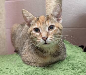 May -  Domestic Short Hair Cat for Adoption in Smithfield, North Carolina - May | PetCurious