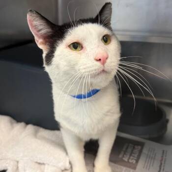 Mr. Guy -  Domestic Short Hair Cat for Adoption in Chicago, Illinois - Mr. Guy | PetCurious
