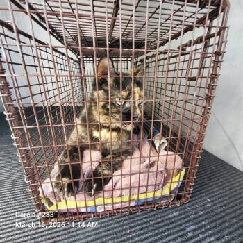 Domestic Short Hair Cats Available for Adoption - FATIMA | PetCurious