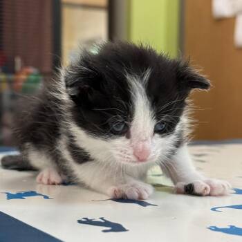 Sylvester -  Domestic Short Hair Cat for Adoption in Lynchburg, Virginia - Sylvester | PetCurious