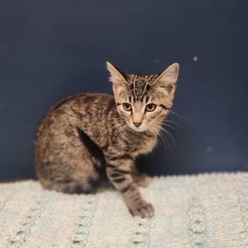 iHertz -  Domestic Short Hair Cat for Adoption in Davenport, Iowa - IHertz | PetCurious