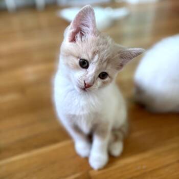 Domestic Short Hair Cats Available for Adoption in Lexington, Kentucky - Bumblebee | PetCurious