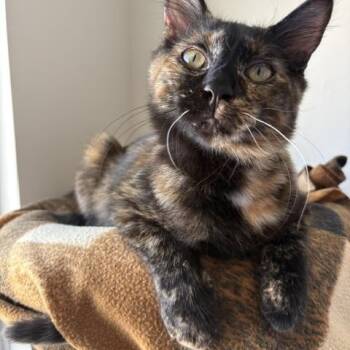 Ladybug -  Domestic Short Hair Cat for Adoption in Burnaby, British Columbia - Ladybug | PetCurious