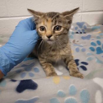 Iridessa -  Domestic Short Hair Cat for Adoption in Spruce Pine, North Carolina - Iridessa | PetCurious