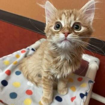 Domestic Medium Hair Cats Available for Adoption in Rochester, Minnesota - Luigi | PetCurious