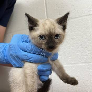 SVAS-Stray-39061 -  Domestic Short Hair and Siamese Cat for Adoption in Lyndhurst, Virginia - SVAS-Stray-39061 | PetCurious