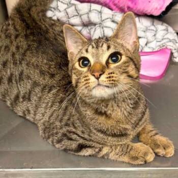 Oak -  Domestic Short Hair Cat for Adoption in Concord, North Carolina - Oak | PetCurious