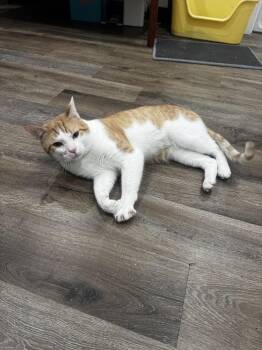 Ziggy -  Domestic Short Hair Cat for Adoption in Brewster, New York - Ziggy | PetCurious