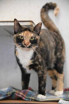 Cali -  Domestic Short Hair Cat Available for Adoption in Saint James City, Florida - Cali | PetCurious