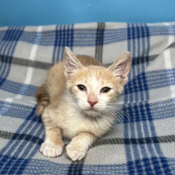 Domestic Short Hair Cats Available for Adoption in San Antonio, Texas - Lemon | PetCurious