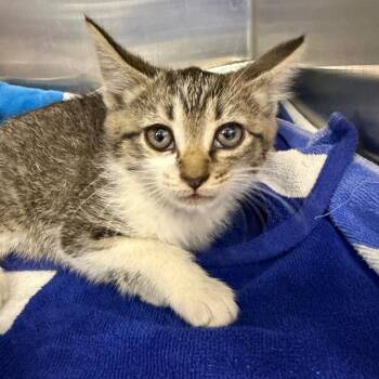 Driftwood -  Domestic Short Hair Cat for Adoption in Greensboro, North Carolina - Driftwood | PetCurious