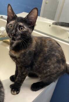 Rescue Domestic Short Hair Cats for Adoption in Hazlet, New Jersey - NJ - HOLLY | PetCurious