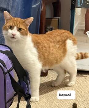 Rescue Domestic Short Hair Cats for Adoption in Ottawa, Ontario - Sargeant (m) Orange And White 1yrs Old | PetCurious