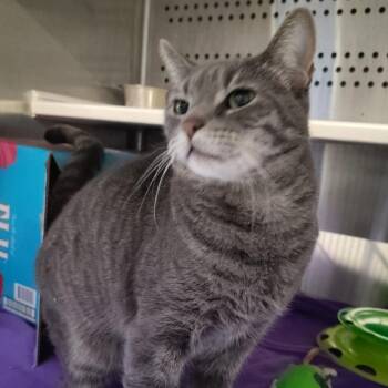 Queso (Karen) -  Domestic Short Hair Cat for Adoption in Dearborn, Michigan - Queso (Karen) | PetCurious