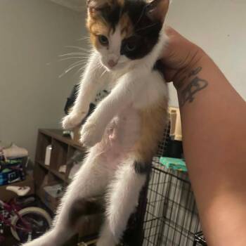 Domestic Short Hair Cats Available for Adoption in Gonzales, Louisiana - Mayhem | PetCurious