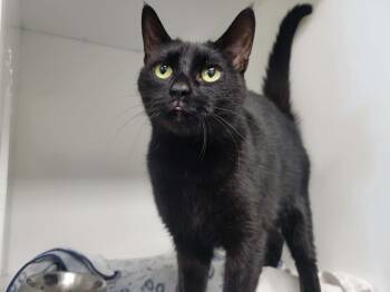 Domestic Short Hair Cats Available for Adoption in Delson, Quebec - Brigitte | PetCurious