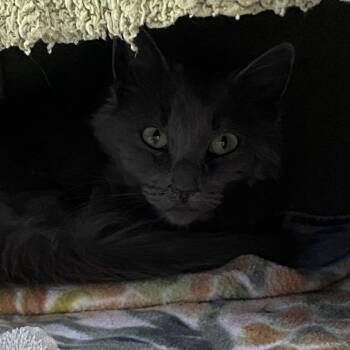 Sailor -  Domestic Long Hair Cat for Adoption in Walker, Michigan - Sailor | PetCurious