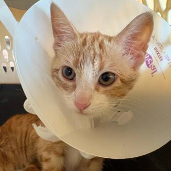 Dorito -  Domestic Short Hair Cat Available for Adoption in Leander, Texas - Dorito | PetCurious