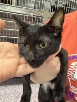 Kangaroo -  Domestic Short Hair Cat for Adoption in West Chester, Pennsylvania - Kangaroo | PetCurious