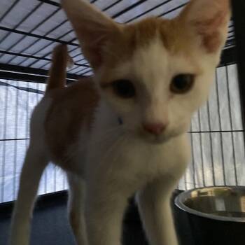 Cyclops -  Domestic Short Hair Cat for Adoption in Lakeland, Florida - Cyclops | PetCurious