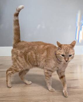 Domestic Short Hair Cats Available for Adoption in Fruit Heights, Utah - Saffy | PetCurious