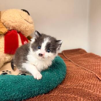 Piglet -  Domestic Short Hair Cat for Adoption in Harrisonburg, Virginia - Piglet | PetCurious