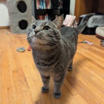 Rescue Domestic Short Hair Cats for Adoption in Wadena, Minnesota - Colby | PetCurious