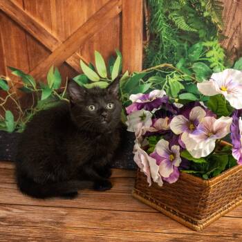 Leo -  Domestic Short Hair Cat for Adoption in Lapeer, Michigan - Leo | PetCurious
