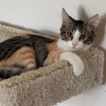 Polly -  Domestic Long Hair Cat for Adoption in Pleasanton, California - Polly | PetCurious