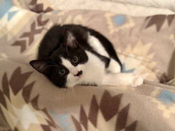 Rescue Domestic Short Hair Cats for Adoption in Evans, Georgia - Chip | PetCurious