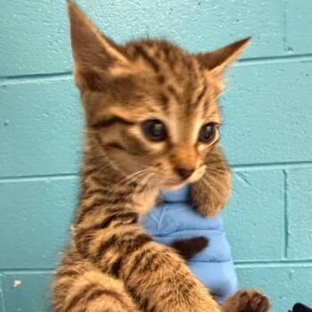 Funnel Cake -  Domestic Short Hair Cat for Adoption in Troy, Virginia - Funnel Cake | PetCurious