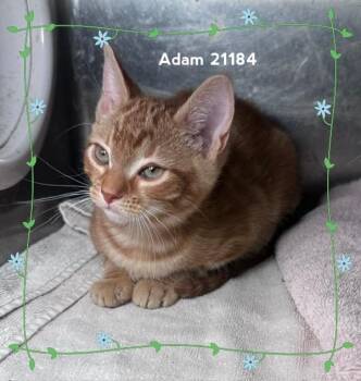 ADAM (see also ALICE & AVA) -  Domestic Short Hair Cat for Adoption in Marietta, Georgia - ADAM (see Also ALICE & AVA) | PetCurious