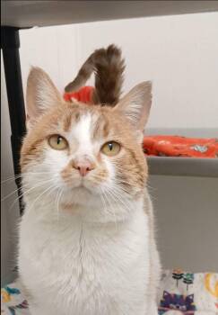 Tabby and Domestic Short Hair Cats Available for Adoption - George | PetCurious