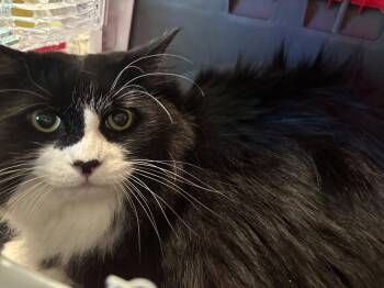 Bambi -  Domestic Long Hair Cat for Adoption in Dover, Delaware - Bambi | PetCurious