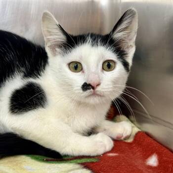 Sugar -  Domestic Short Hair Cat for Adoption in Matteson, Illinois - Sugar | PetCurious