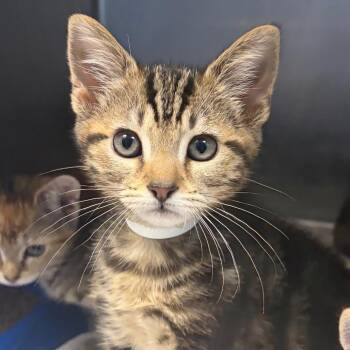 Domestic Short Hair Cats Available for Adoption in Nashville, Tennessee - Flik | PetCurious