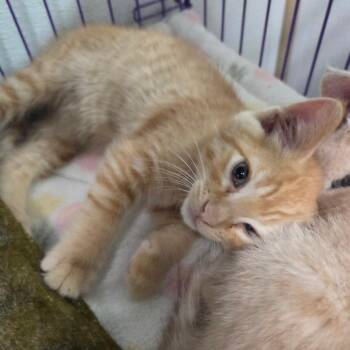 Sporty Spice -  Domestic Short Hair Cat for Adoption in Priest River, Idaho - Sporty Spice | PetCurious