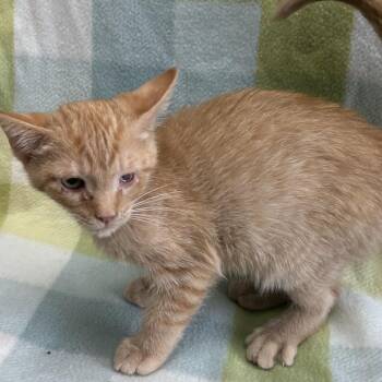 Lawerence -  Domestic Short Hair Cat for Adoption in West Point, Mississippi - Lawerence | PetCurious