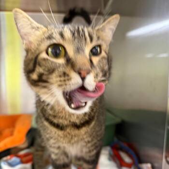 Rush -  Domestic Short Hair Cat for Adoption in Mankato, Minnesota - Rush | PetCurious