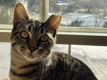 Rescue Domestic Short Hair Cats for Adoption in Philadelphia, Pennsylvania - Hugo | PetCurious