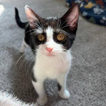 Dune -  Domestic Short Hair Cat for Adoption in Peachtree City, Georgia - Dune | PetCurious