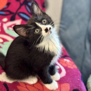 Huron -  Domestic Short Hair Cat for Adoption in Pontiac, Michigan - Huron | PetCurious