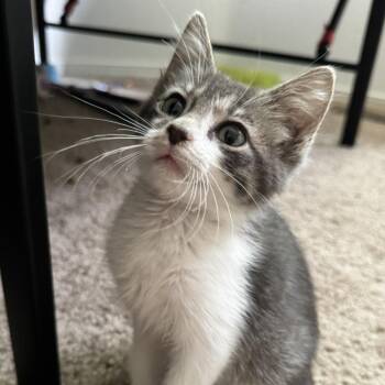 Sterling -  Domestic Short Hair Cat for Adoption in Layton, Utah - Sterling | PetCurious