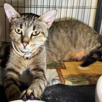 Skettles -  Domestic Short Hair Cat for Adoption in Saginaw, Michigan - Skettles | PetCurious