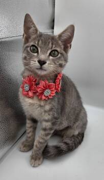 Whiskers -  Domestic Short Hair and Tabby Cat for Adoption in Mobile, Alabama - Whiskers | PetCurious